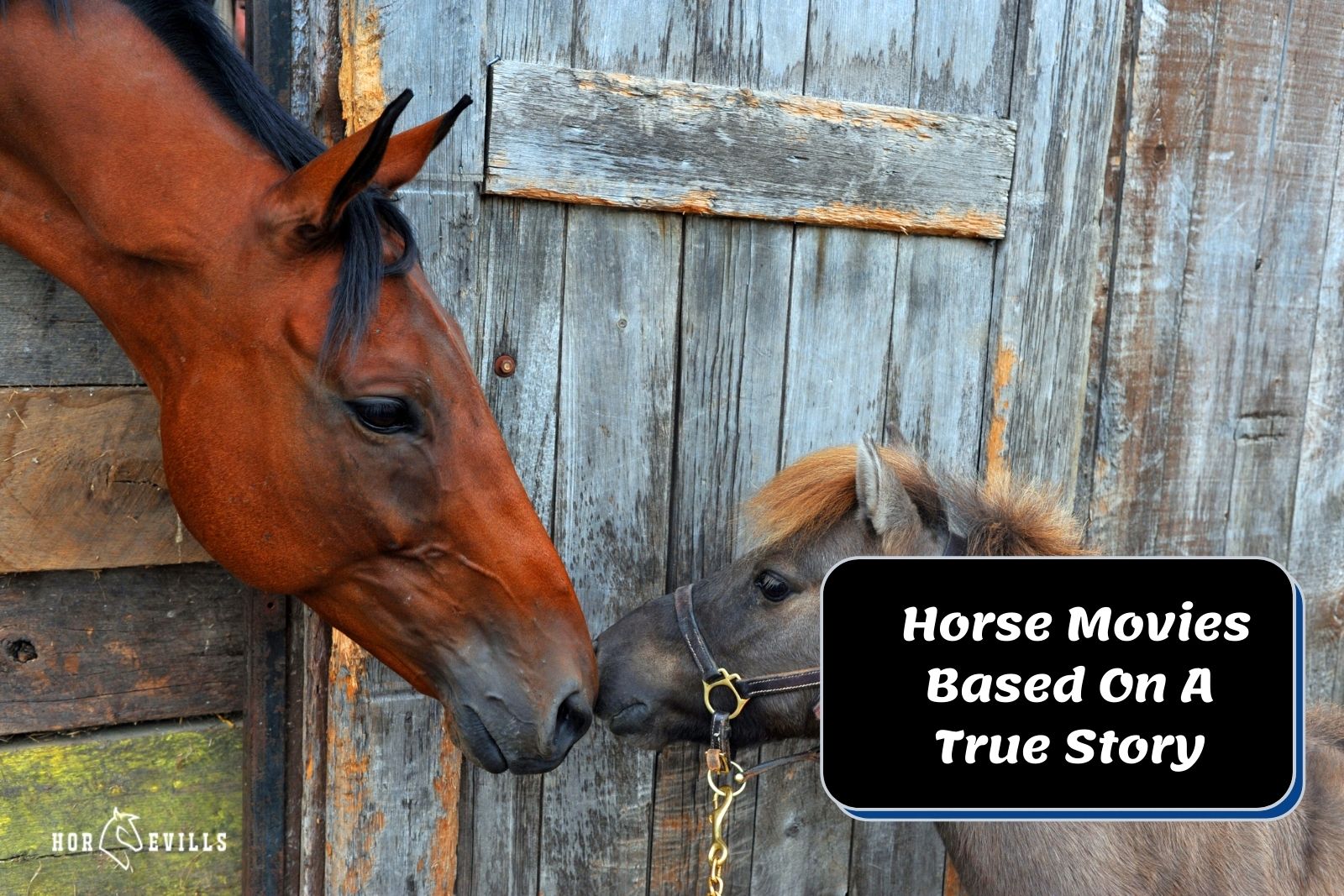 12 Touching Horse Movies Based On A True Story Must Watch My Store 12-touching-horse-movies-based-on-a-true-story-must-watch-my-store
