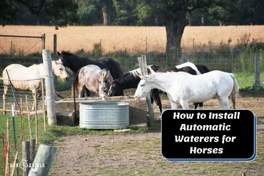 How to Install Automatic Waterers for Horses & Why Get One?