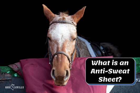 What is an Anti-Sweat Sheet For Horse? Why Do You Need One?
