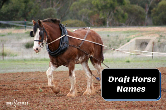 300+ Regal Draft Horse Names Perfect for Mares & Stallions