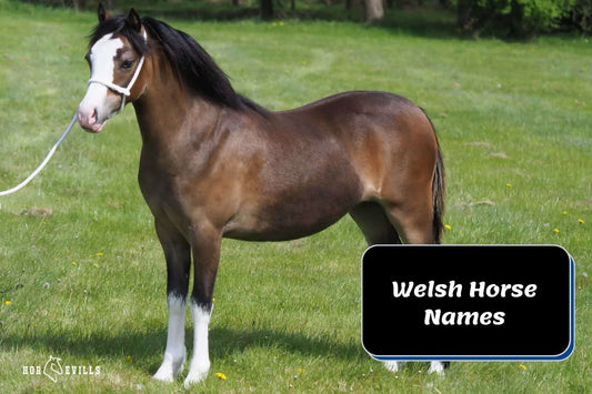 150 Welsh Horse Names: Most Popular & Traditional Picks