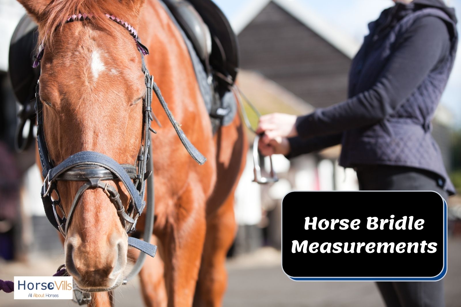 Horse Bridle Measurements Chart And How to Use it My Store