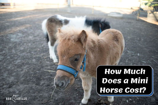 How Much Does a Mini Horse Cost? (Equine Pricing Guide)