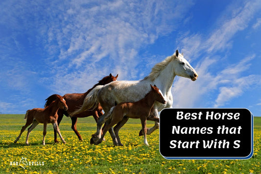 350+ Cute Horse Names That Start With S (Stallions & Mares)