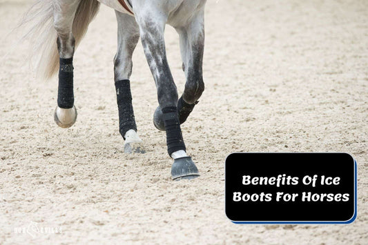 6 Benefits Of Ice Boots For Horses & When Not To Use Them?