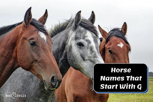260+ Horse Names That Start With G for Mares & Stallions