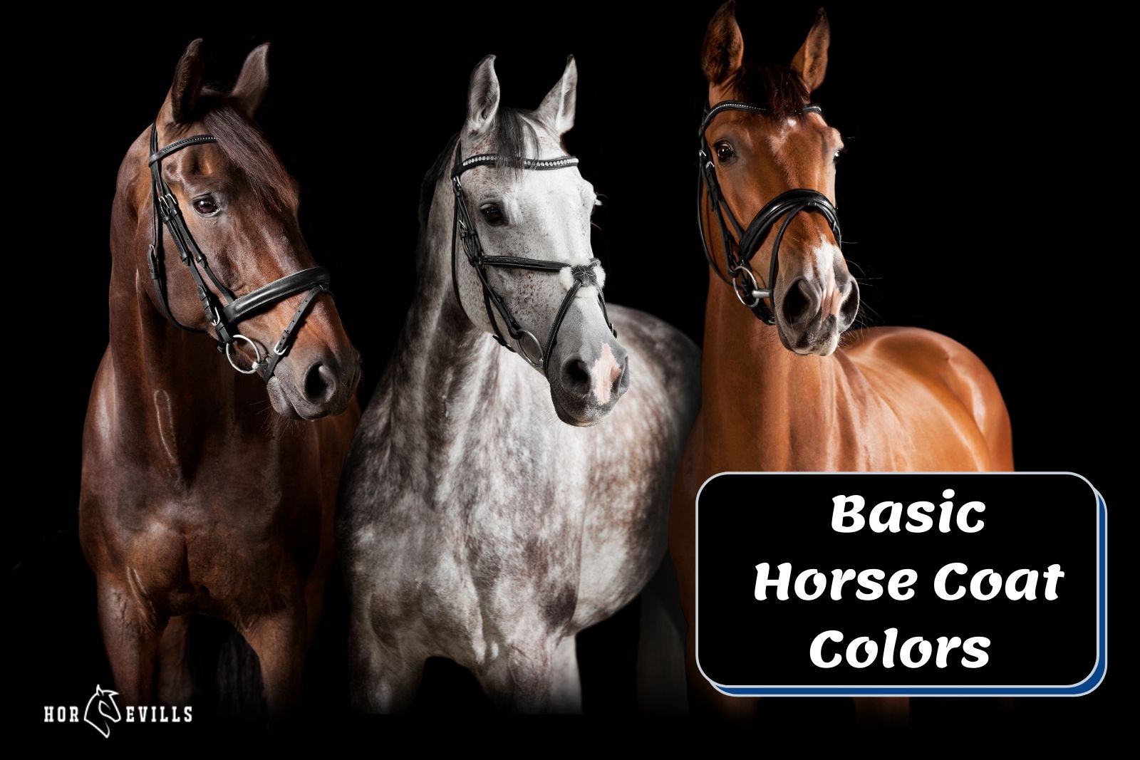 What Are the Basic Horse Coat Colors? (With Pictures) My Store