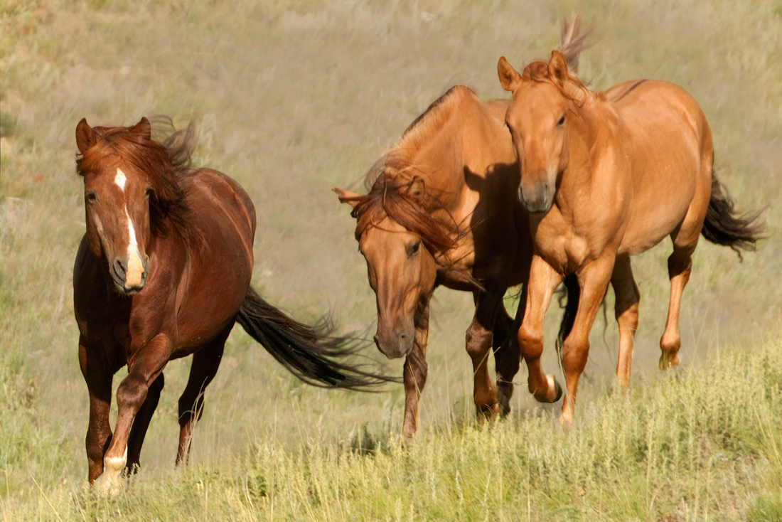 8 Whopping Songs About Wild horses