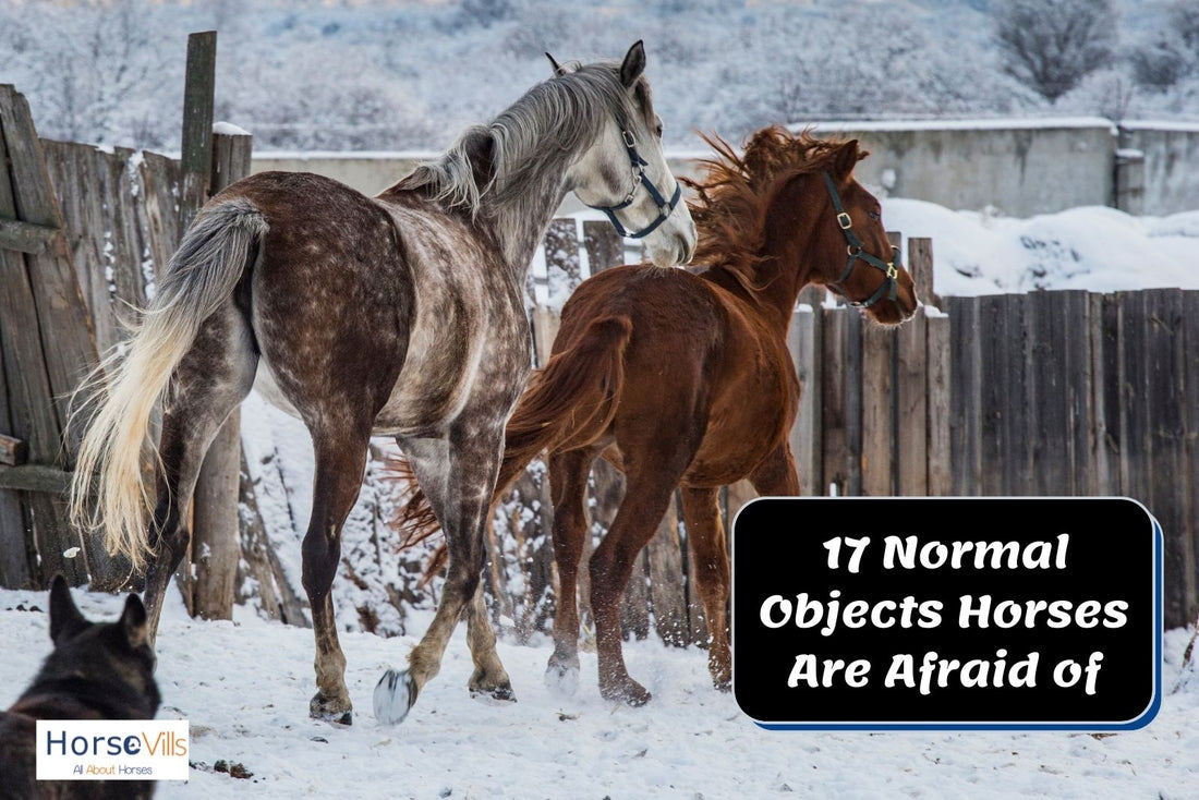 17 Normal Everyday Objects That Terrify Your Horse – My Store