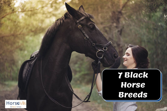 7 Graceful Black Horse Breeds You Must Know