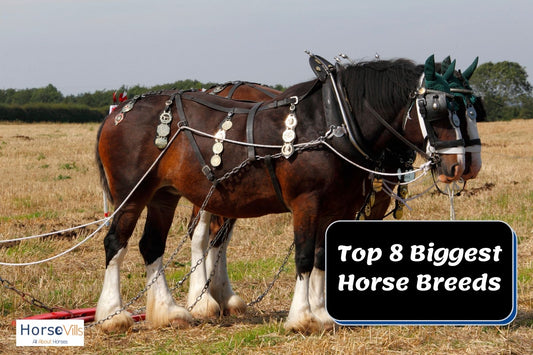 The World's Top 8 Awesome Biggest Horse Breeds