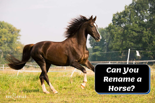 Can You Rename a Horse? [Should You Rename a Horse?]