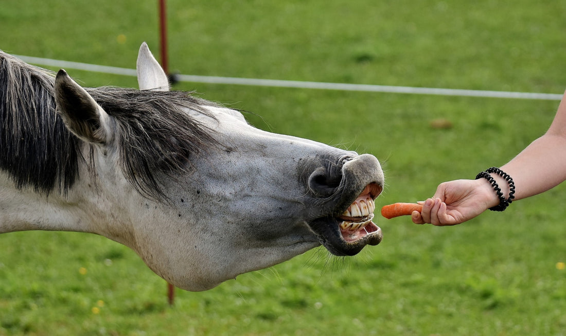 Can Horses Eat Carrot Tops? [Benefits + More]