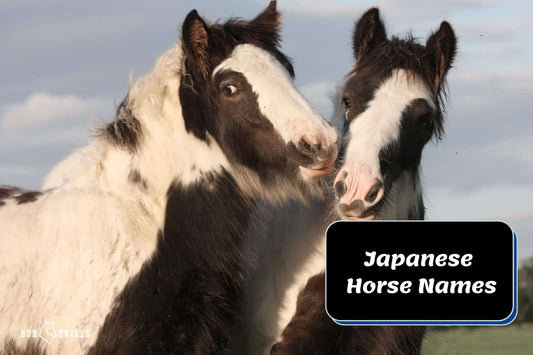 130 Amazing Japanese Horse Names for Your Equine Companion