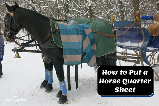 7 Steps to Put a Quarter Sheet on Your Horse