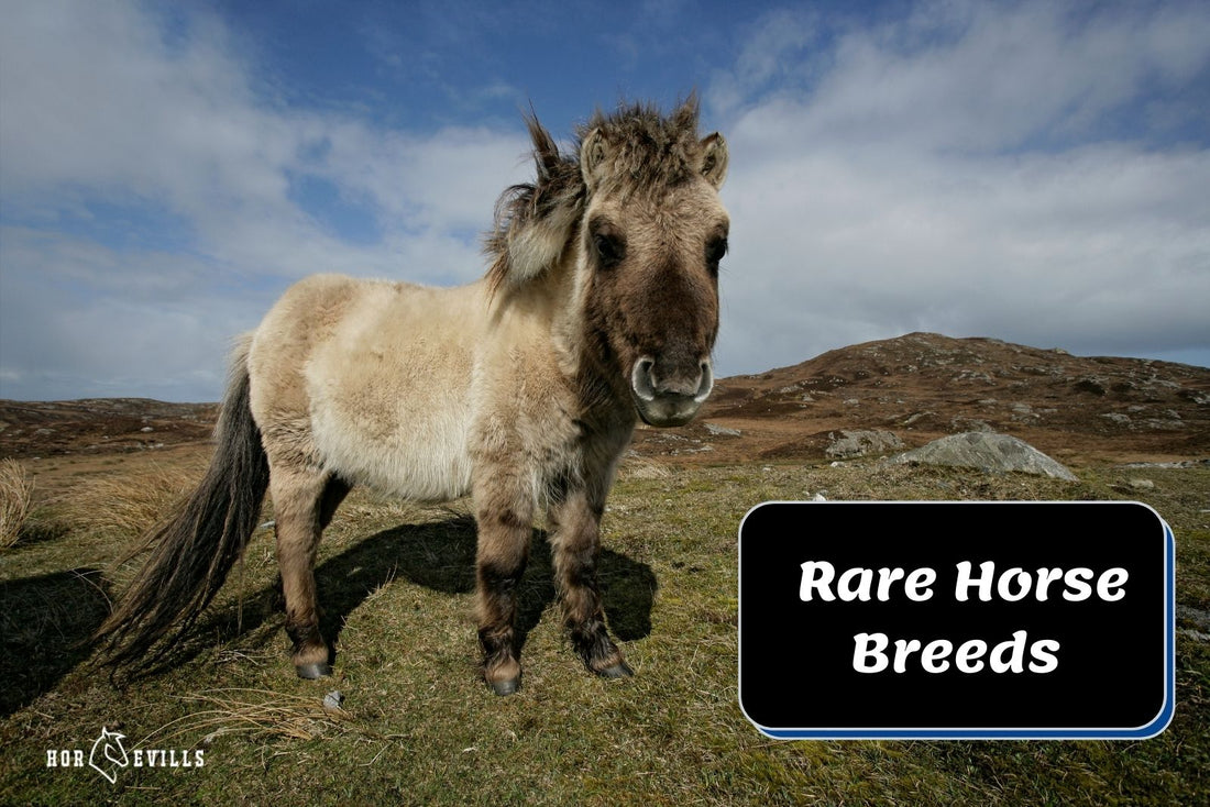 12 Amazing Rare Horse Breeds Globally (With Pics & Video)