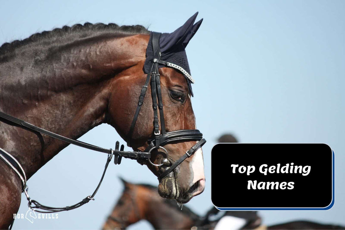 Top 100 Gelding Names: Full Guide To Naming Your Horse