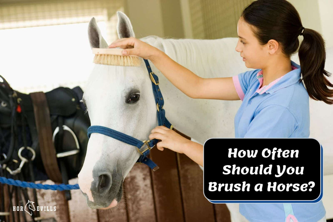 How Often Should You Brush a Horse? (Grooming Guide &amp; Tips)