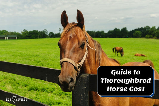 How Much Does a Thoroughbred Horse Cost? (Pricing Guide)