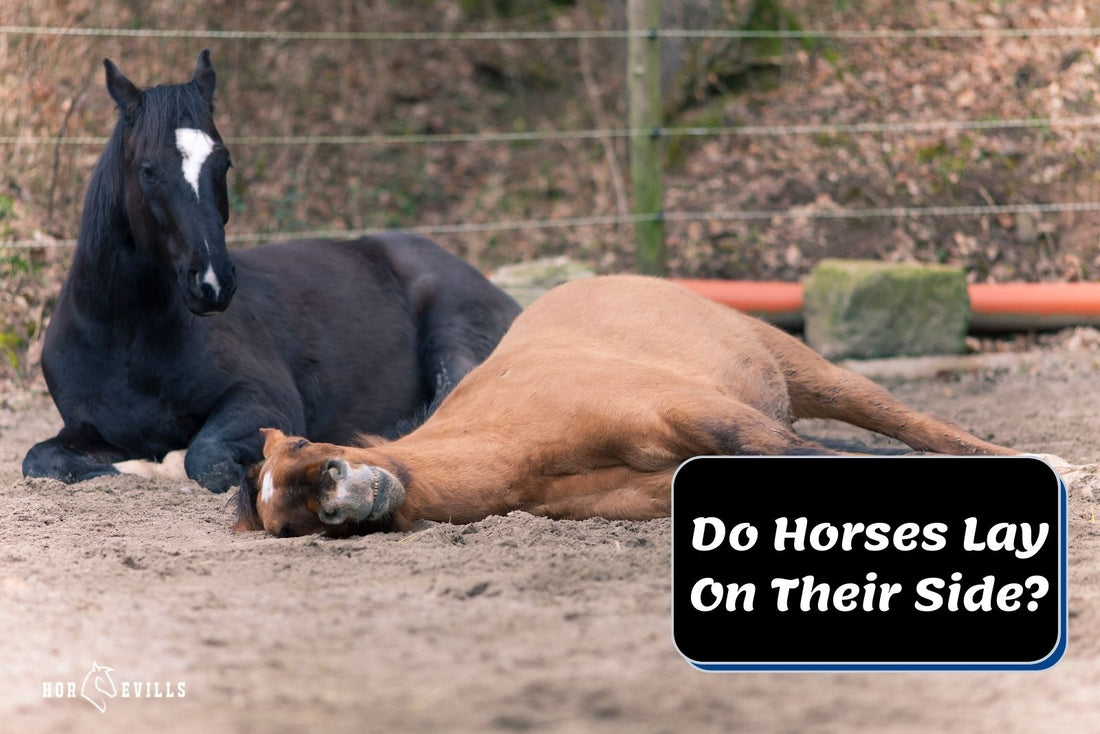 Do Horses Lay On Their Side? [The Good and Bad Reasons]