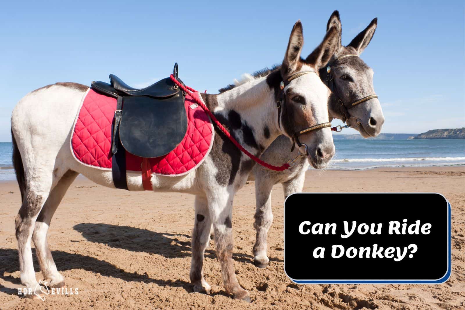 Monty Python Donkey Rides Can You Ride a Donkey? (6 Things to Consider Before Riding) – My Store