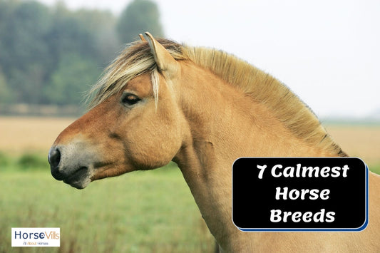 7 Gentle and Calmest Horse Breeds You'll Adore