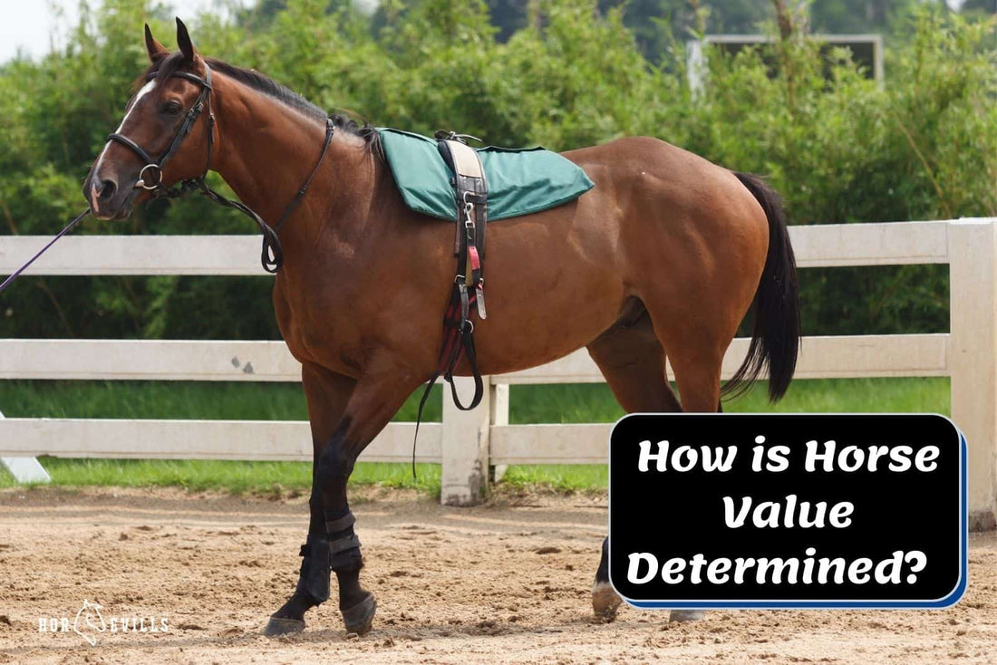 How is Horse Value Determined? What's It Worth? (Cost Guide)