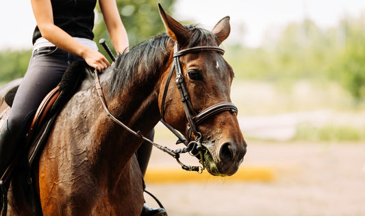 8 Biggest Mistakes People Make When Buying Their First Horse