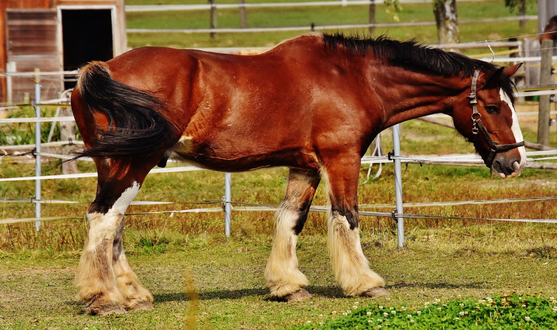 5 Best Hoof Boots For Horses With Navicular: Detailed Guide