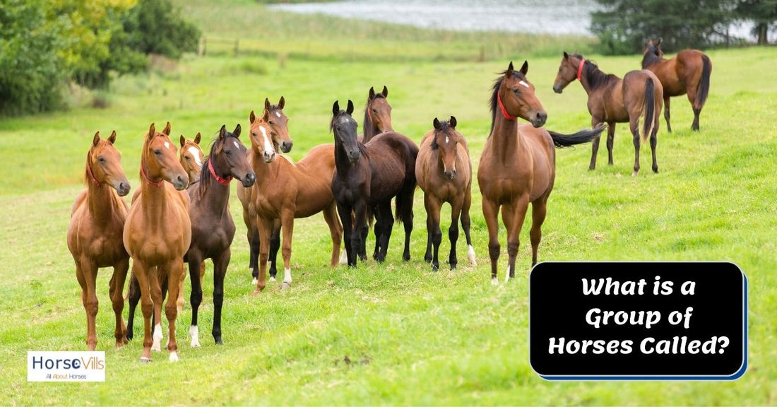 What Do You Call a Group of Horses?