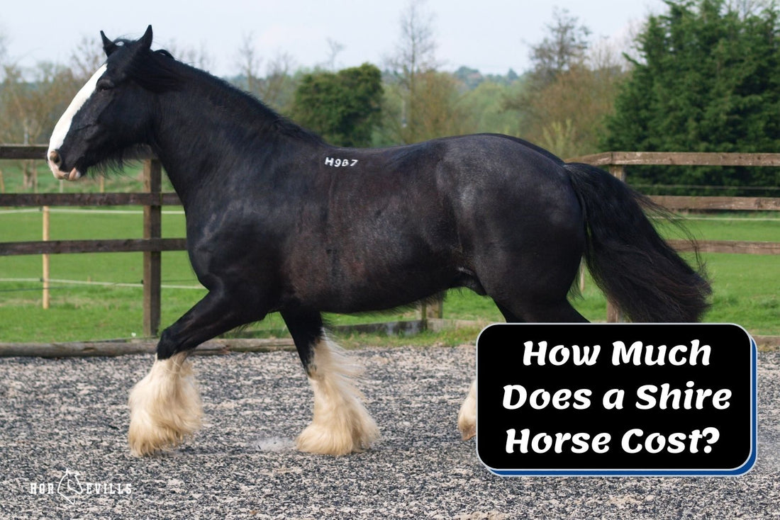 How Much Does a Shire Horse Cost? (Purchase & Keep Expenses)