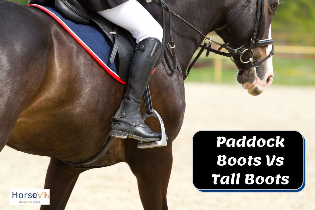 What Are Paddock Boots and Tall Boots? What Should You Use?