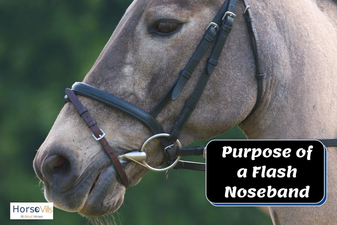 What is the Purpose of a Flash Noseband for Horses?