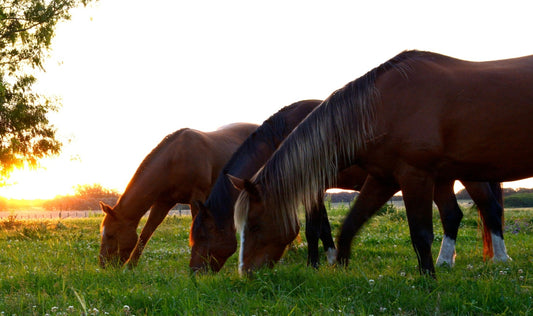 Can Horses Eat Peanuts? (In-depth Guidelines to follow)