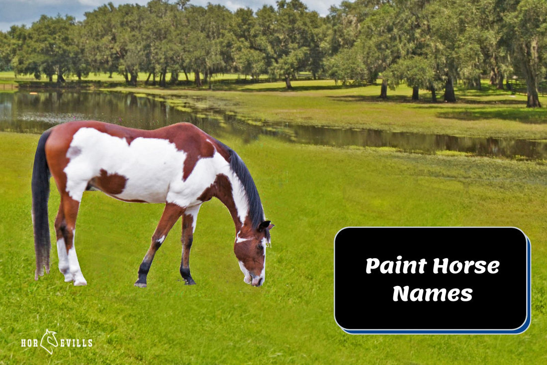 200+ Paint Horse Names: Unleash Your Horse's True Colors!