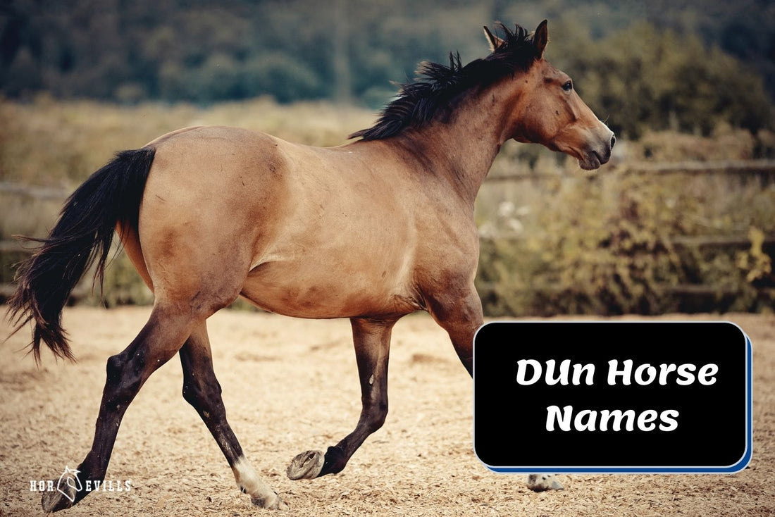 250+ Stunning Dun Horse Names for Female & Male Horses