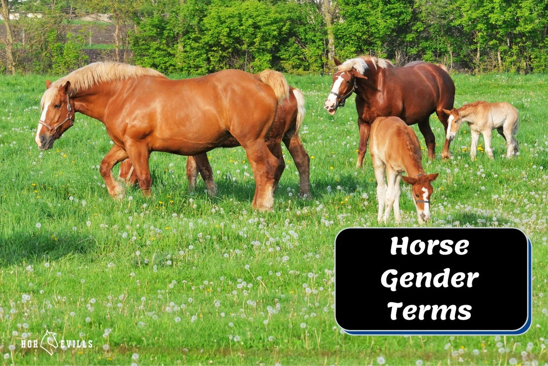 Horse Gender Terms Every Horse Lovers Should Know!