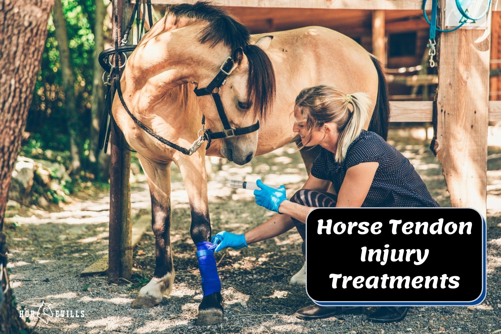 Equine Riding Injuries What You Should Know About Tendon Injuries in Horses – My Store