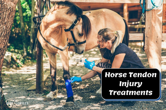 What You Should Know About Tendon Injuries in Horses