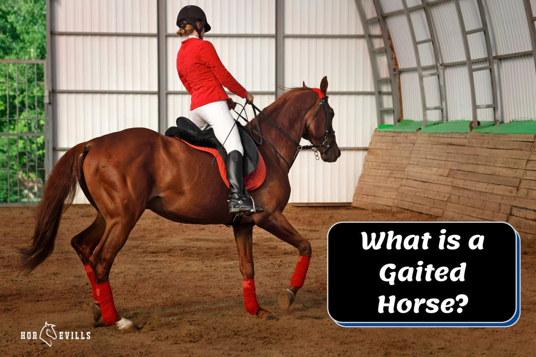 What is a Gaited Horse? (Gaited Horse Breeds & Benefits)