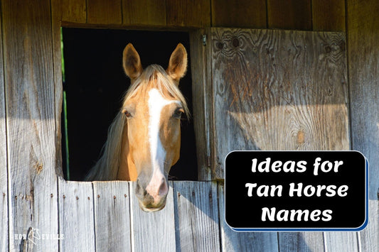 350+ Ideal Tan Horse Names for Brown Horses (Stallions & Mares)