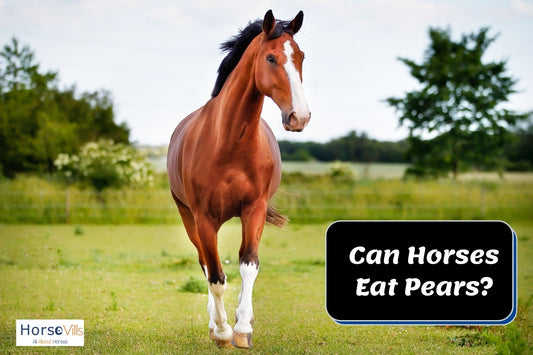 Can Horses Eat Pears? (Helpful Guide and Tips)