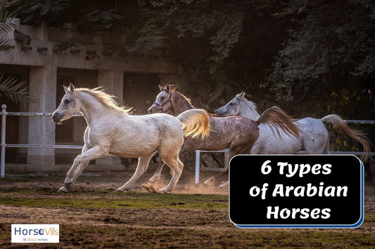 6 Fascinating Types of Purebred Arabian Horses