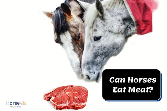 Can Horses Eat Meat? Can They Digest it?