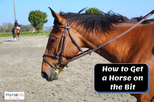 How to Get a Horse on the Bit | Teaching Them Contact