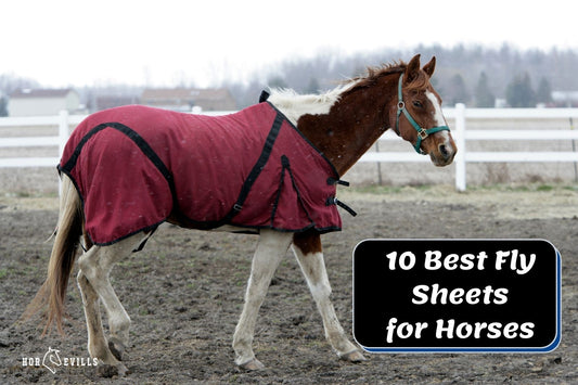 10 Best Fly Sheets for Horses (2024 Equestrian Review)