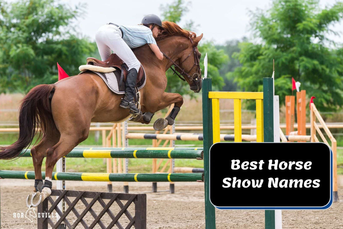 420 Best Horse Show Names: Ideas to Get Inspiration From