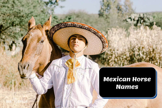 249 Mexican Horse Names: Celebrate Rich Cultural Heritage