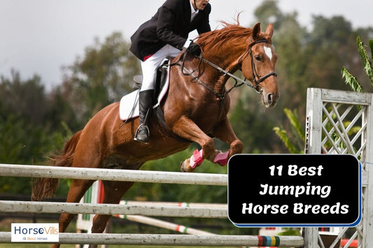 Top 11 Best Show Jumping Horse Breeds