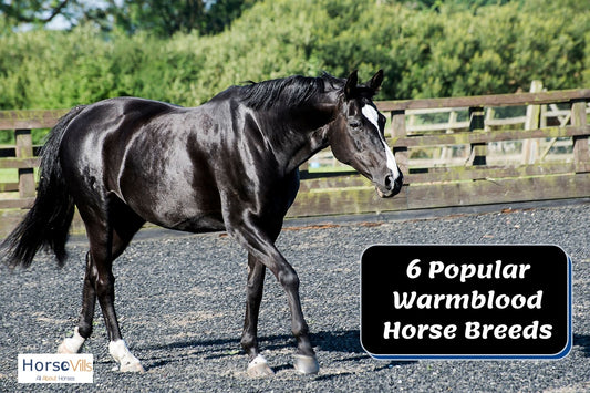 6 Popular Breeds of Warmbloods Every Horseman Must Know